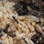 Tác dụng điều trị yếu sinh lý của kiến càng đen tây tạng