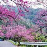 Nên Đi Du Lịch Sapa Mùa Nào Đẹp Nhất Trong Năm?