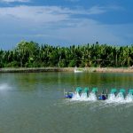 Trích dẫn màng chống thấm HDPE chuyên xây ao