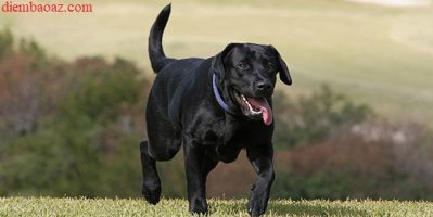 Nằm mơ thấy chó mực, chó đen đánh con số mấy ??