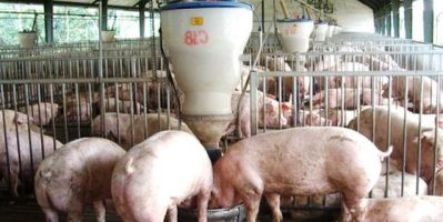 Những câu hỏi thường gặp liên quan đến thức ăn cho heo