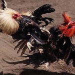 Kinh nghiệm chơi đá gà ăn tiền hiệu quả “Cược là Thắng”