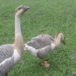 Mơ Thấy Con Ngỗng Là Điềm Gì? Số Mấy?