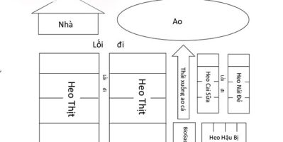 Nguyên tắc thiết kế chuồng trại nuôi heo đúng chuẩn