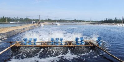 Cải thiện chất lượng nước bằng đồng sulphate