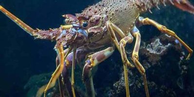 Nằm mơ thấy tôm đánh số gì ăn chắc, báo hiệu điềm gì