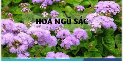 Chữa viêm xoang bằng cây hoa ngũ sắc hiệu quả