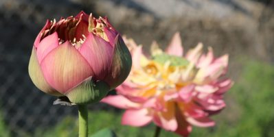 Mua giống sen ở đâu chất lượng tốt nhất