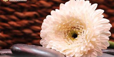 Ý NGHĨA CỦA HOA CÚC TRẮNG TRONG TANG LỄ