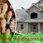 3 hạng mục quan trọng trong phòng chống mối khi xây nhà