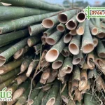 Cung cấp cây tre lồ ô giá rẻ chất lượng tại TPHCM