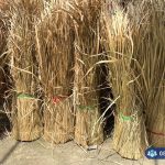 Đại lý cỏ tranh lợp nhà giá rẻ chất lượng tại TPHCM