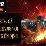 Cách đá gà mạng luôn thắng tại SV388