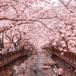 Những lễ hội nổi tiếng của Seoul