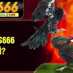 Lưu Ý Khi Chơi Đá Gà C1 Tại Nhà Cái S666