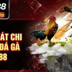 CÁCH CHẤP TIỀN GÀ CHỌI TẠI SV388 HIỆU QUẢ NHẤT