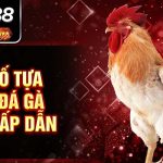 Tham khảo mẹo đá gà cựa dao hiệu quả tại SV388