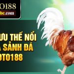 Chia sẻ luật đá gà miền Nam tại Loto188