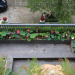 Mẹo chăm sóc hoa trồng ban công luôn tươi và rực rỡ