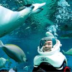 Cách thức đặt vé máy bay đi S.E.A Aquarium Singapore