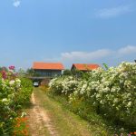 Thuê Villa Hồ Tràm View Đồi – Nghỉ Dưỡng Cao Cấp Giữa Thiên Nhiên, Giảm Giá Tới 25%
