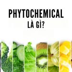 Phytochemical là gì? Khám phá vai trò trong dinh dưỡng y học