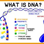 DNA là gì? Ý nghĩa của việc xét nghiệm ADN