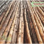 Bán gỗ cây đước làm nhà giá rẻ chất lượng tại TPHCM