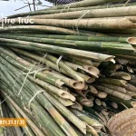 Địa chỉ bán cây lồ ô giá rẻ chất lượng TPHCM