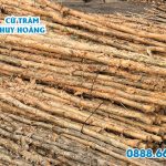 Cung cấp cừ tràm xây dựng giá rẻ chất lượng tại TPHCM
