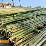 Bán tre tươi và tre khô giá rẻ chất lượng tại TPHCM