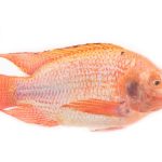 Cá diêu hồng là gì? Giá trị dinh dưỡng từ loài cá nước ngọt