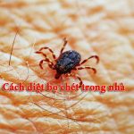 Những Cách Diệt Bọ Chét Đơn Giản Tại Nhà