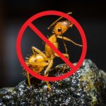 Hướng Dẫn Cách Diệt Kiến An Toàn và Hiệu Quả