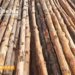 Bán cây gỗ đước làm nhà giá rẻ chất lượng tại TPHCM