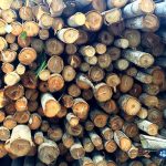 Bán cây chống bạch đàn giá rẻ chất lượng tại TPHCM