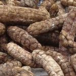 Củ Ráy Rừng: Tác Dụng, Cách Sử Dụng Và Những Lưu Ý Quan Trọng