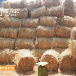 Bán rơm cuộn giá rẻ chuyên dùng trang trí noel tại TPHCM