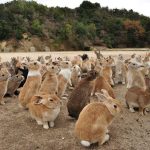 Đảo thỏ Nhật Bản: Thiên đường dành cho tín đồ yêu thú cưng