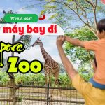 Làm thế nào để đặt vé máy bay đi Singapore Zoo