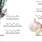 Diallyl disulfide: hợp chất tỏi có hoạt tính sinh học khả năng chống ung thư