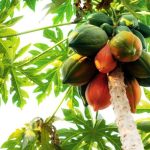 Đủ đủ loại trái cây chứa nhiều công dụng tốt cho sức khỏe