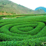 Trải Nghiệm Tour Mộc Châu 2N1Đ Tại Travel With Me Có Gì Hot?