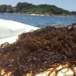 Bất ngờ với những lợi ích sức khỏe từ Fucoidan Okinawa Nhật Bản