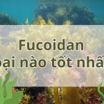 Viên Uống Fucoidan Okinawa: Bí Quyết Tăng Cường Hệ Miễn Dịch Của Bạn