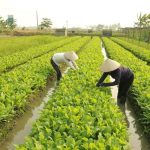 Đất trồng cây hàng năm khác ký hiệu là gì? Gồm những loại đất nào?