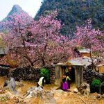 Những thời điểm ngắm hoa trên cao nguyên Mộc Châu đẹp nhất