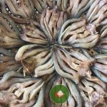 Khô cá lóc giá bao nhiêu, nơi nào bán