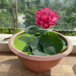 Hướng dẫn kỹ thuật trồng sen trong chậu