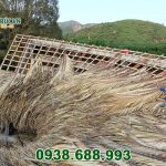Lá dừa nước lợp mái nhà